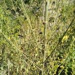 Cytisus cantabricus Fruit