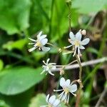Saxifraga cuneifolia Floare