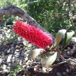 Grevillea nepwiensis 花