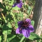 Nigella hispanica Blomma