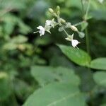 Circaea canadensis Fleur