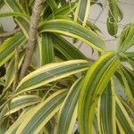 Dracaena reflexaList