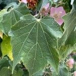 Dombeya burgessiae Blad