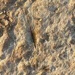 Taeniatherum caput-medusae Mosusu