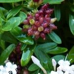 Plocama calabrica Froito
