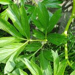 Paeonia peregrina ഇല