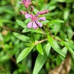 Cuphea racemosa Flower