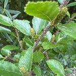 Betula humilis Leaf