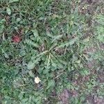 Taraxacum officinale অভ্যাস