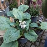 Hosta sieboldiana ᱛᱟᱦᱮᱸ