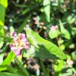 Fagopyrum tataricum Leaf