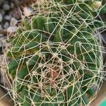 Mammillaria decipiens Foglia