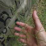 Sisymbrium altissimum Fruit