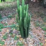 Euphorbia trigona Hoja