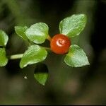 Nertera granadensis Fruit