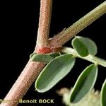 Hedysarum glomeratum 树皮