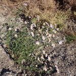 Tripolium pannonicum 形態