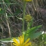 Buphthalmum salicifolium Květ