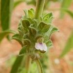 Meiosperma bracteatum Λουλούδι