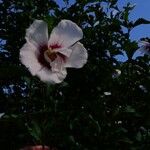 "Red Heart" White and Hot Pink Rose of Sharon (Hibiscus Syriacus)Bloem