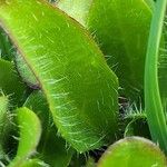 Hieracium alpinum ഇല