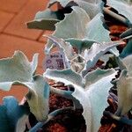 Kalanchoe beharensisЛист