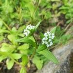 Valerianella eriocarpa Цветок