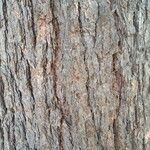 Larix decidua Bark