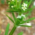 Galium tricornutum पत्ता