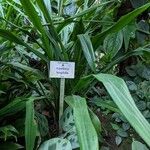 Aspidistra longifolia Hàbitat