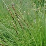 Carex nigra Habit