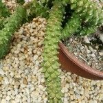 Euphorbia guentheri List
