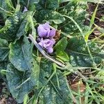 Mandragora officinarum 花