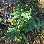 Papaver somniferumLeaf