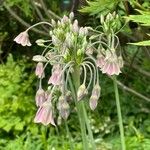 Allium siculum Habit