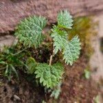 Urtica urensBlad