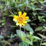 Sphagneticola trilobataFlower