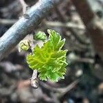 Betula pubescens Leaf