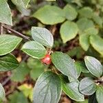 Cotoneaster dielsianus ഫലം