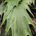 Arenga hookeriana Leaf