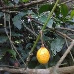 Garcinia gardneriana Fruit