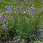 Oxytropis songorica