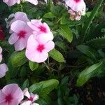 Catharanthus roseusFlower