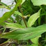 Asclepias incarnata Leaf