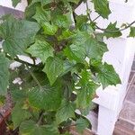 Chenopodium bonus-henricus Leaf