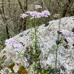 Iberis linifolia Libunga