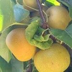 Pyrus pyrifolia Fruit