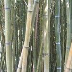 Phyllostachys reticulata Koor