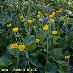 Geum pyrenaicum Celota