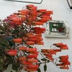 Kalanchoe manginiiКветка